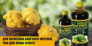 Для патиссона биогумус вкусней, чем для араба хумус!