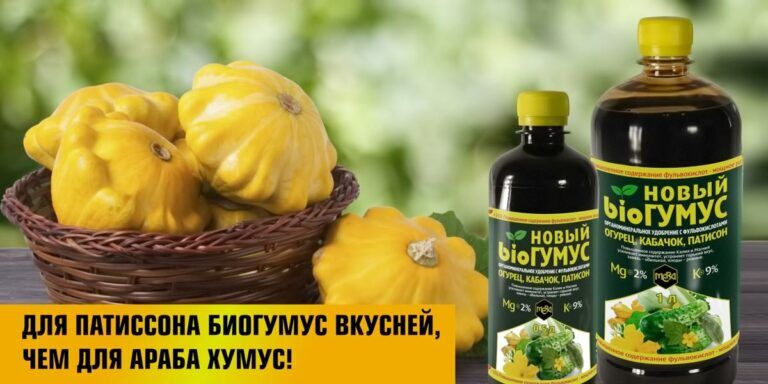 Для патиссона биогумус вкусней, чем для араба хумус!