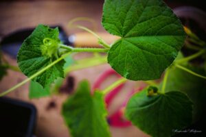 почему огурцы не плодоносят