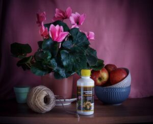 Восстановление здорового цвета комнатных растений