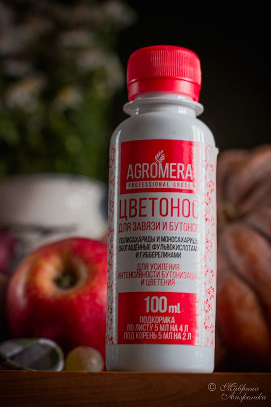 Подкормка и уход за камелией: рекомендации от специалистов